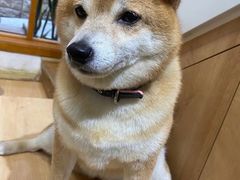 -是阿柴呀！柴犬咖啡·爱喵喵猫咖