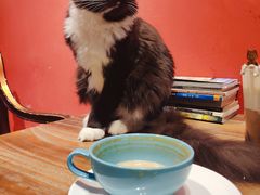 -猫色咖啡·猫咖