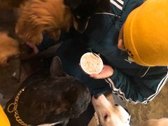 -萌喵咖啡屋(人民东路4号口M16商铺店)