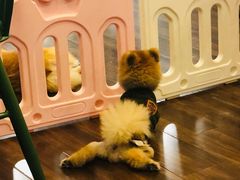 -柯斗斗主题餐厅·狗咖·围炉煮茶·茶饮(国瑞升平里店)