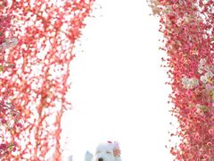 -超宠爱宠物摄影-Super pet