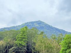 -黄埔油麻山森林公园