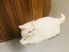 -飞行喵MR PILOT|猫舍·猫咖(静安大融城店)