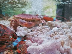 -盒马鲜生(大行宫店)