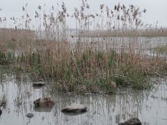 -上海吴淞炮台湾国家湿地公园