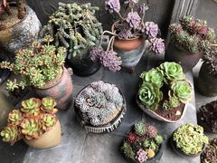 -华冠悠岚·庭院餐厅(青城后山店)