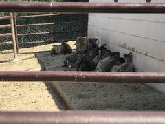 -青藏高原野生动物园