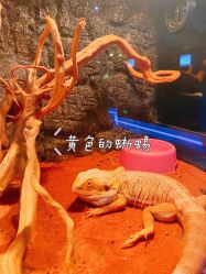 -未来动物城动物主题公园(大悦城店)