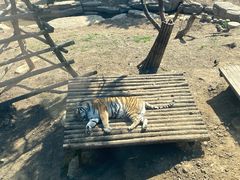 -大连森林动物园