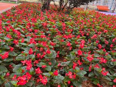 -广东花都香草世界旅游度假区