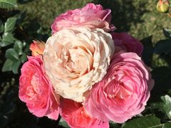 -人民公园(罗湖区)