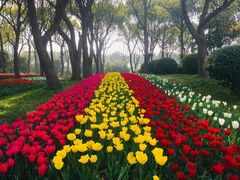 -上海鲜花港