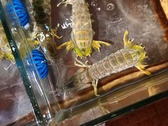 -辉记炭烧海鲜大排档·老字号(福田店)