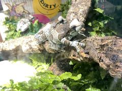 -酷以爬仙阁实体爬宠店·守宫·蜥蜴·专业繁育