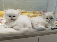 -babydoll猫舍·米努特·德文·缅因(久光中心店)