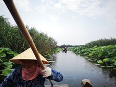 -荷塘月色湿地公园·向阳花洲