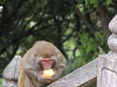 -苏州上方山国家森林公园