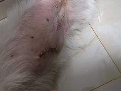 -喜多萌中农锦绣动物医院24H·猫科·牙科MRI·CT