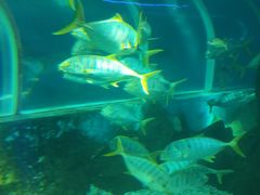 -北戴河圣蓝海洋公园