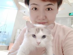 -momokira米努特·德文卷毛猫·棉花面纱犬