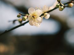 -杭州植物园