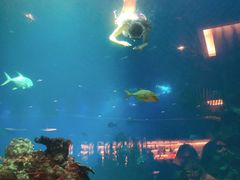 -海棠湾洲际-涛·海底餐厅·美人鱼·自助餐·海底隧道
