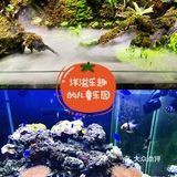 超萌态的动物乐园[糖果]