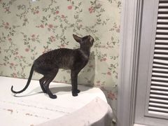 -猫小院猫主题餐厅(三里屯店)