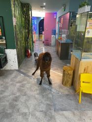 点击看大图 -神奇动物撸宠馆·羊驼·小浣熊·异宠(豫园店)