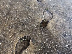 -墨尔本皇家植物园