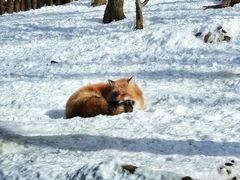 -宫城藏王狐狸村