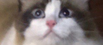 -飞行喵MR PILOT|猫舍·猫咖(静安大融城店)