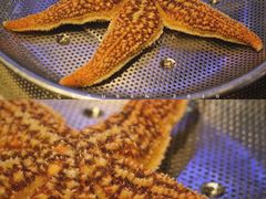 海星-船梆煮•蒸汽海鲜·炉火烤肉(五四广场店)