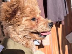 -宠物星动物医院·眼科·异宠·猫科(江南大道总院)