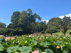 -墨尔本皇家植物园