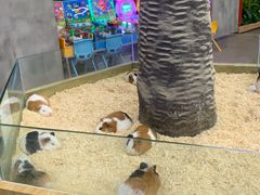 -昆明大悦城未来动物城(螺蛳湾中心店)