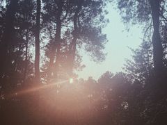 -铁山坪森林公园