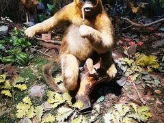 -陕西自然博物馆