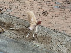 -无锡动物园·太湖欢乐园