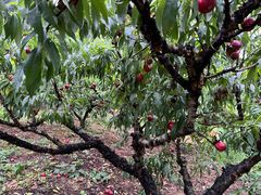 -竹上云想餐厅民宿