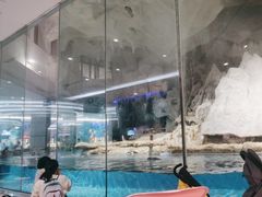 -帝企鹅自助餐厅•儿童岛•真企鹅(长隆企鹅酒店)