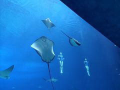 -珠海长隆海洋王国