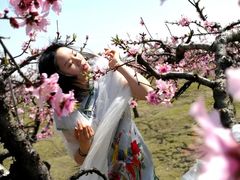 -樂桃源奉贤黄桃种植采摘基地