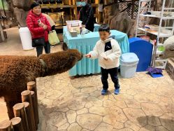 点击看大图 -宝燕乐园(闵行旗舰店)