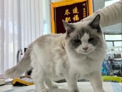 -美美宠物诊疗中心·异宠·骨科(滨江东信分院)