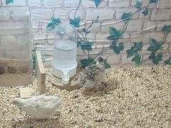 -美联众合爱康动物医院•复杂内科•肿瘤科•牙科•腔镜诊疗中心