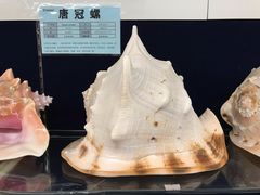 -青岛贝壳博物馆