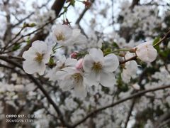 -鸡鸣寺