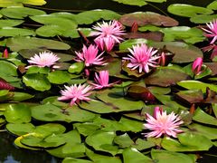 -国家植物园南园