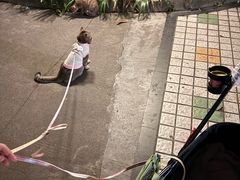 -安安宠医·臻爱宠物医院·宠保定点(营门口路分院)